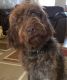 Labradoodle Puppies for sale in California Ave, South Gate, CA 90280, USA. price: NA