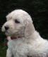 Labradoodle Puppies for sale in Maryland City, MD, USA. price: NA