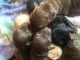Labradoodle Puppies for sale in Winston-Salem, NC, USA. price: NA