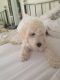 Labradoodle Puppies for sale in San Jose, CA, USA. price: $500