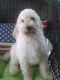 Labradoodle Puppies for sale in Wauseon, OH 43567, USA. price: $700