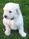 Labradoodle Puppies for sale in Philadelphia, PA, USA. price: NA