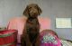 Labradoodle Puppies for sale in 330 Rustic Trail, Westfield, NC 27053, USA. price: NA