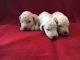 Labradoodle Puppies for sale in Lexington, KY, USA. price: $800