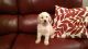 Labradoodle Puppies for sale in Miami, FL, USA. price: NA