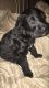 Labradoodle Puppies for sale in Florida Ave, Miami, FL 33133, USA. price: NA