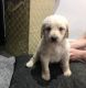 Labradoodle Puppies for sale in NC-54, Burlington, NC 27215, USA. price: NA