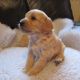 Labradoodle Puppies for sale in California Ave, South Gate, CA 90280, USA. price: NA