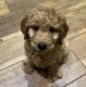 Labradoodle Puppies for sale in Court Pl, Denver, CO, USA. price: NA