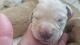 Labradoodle Puppies for sale in Currituck, NC, USA. price: $1,200
