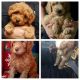 Labradoodle Puppies for sale in Merrillville, IN, USA. price: NA