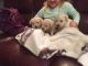 Labradoodle Puppies for sale in Phoenix, AZ, USA. price: NA
