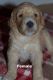 Labradoodle Puppies for sale in Homosassa, FL 34446, USA. price: $1,000