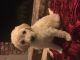 Labradoodle Puppies for sale in Visalia, CA, USA. price: NA