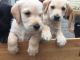 Labradoodle Puppies for sale in St Paul, MN, USA. price: NA