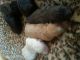 Labradoodle Puppies for sale in Litchfield, MI 49252, USA. price: NA