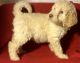 Labradoodle Puppies for sale in Centralia, IL 62801, USA. price: NA