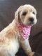 Labradoodle Puppies for sale in Goshen, IN, USA. price: NA