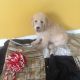 Labradoodle Puppies for sale in Goshen, IN, USA. price: NA