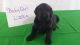 Labradoodle Puppies for sale in Purlear, NC 28665, USA. price: $900