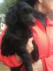Labradoodle Puppies for sale in Wentworth, NC 27320, USA. price: NA