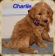 Labradoodle Puppies for sale in 8935 Elkin Hwy, Roaring River, NC 28669, USA. price: $1,200