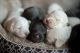 Labradoodle Puppies for sale in Sahuarita, AZ, USA. price: NA