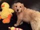 Labradoodle Puppies for sale in Rapid City, SD, USA. price: $1