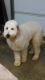 Labradoodle Puppies for sale in Scott Depot, Teays, WV 25560, USA. price: $1,200