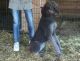 Labradoodle Puppies for sale in Carlisle, OH, USA. price: $800