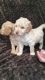 Labradoodle Puppies for sale in St. Louis, MO, USA. price: $720