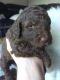 Labradoodle Puppies for sale in St. Louis, MO, USA. price: $720
