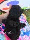 Labradoodle Puppies for sale in Elgin, TX 78621, USA. price: NA