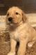 Labradoodle Puppies for sale in Spring Hill, FL, USA. price: $1,100