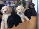 Labradoodle Puppies for sale in Austin, TX, USA. price: NA