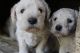 Labradoodle Puppies for sale in Riggins, ID 83549, USA. price: NA