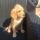 Labradoodle Puppies for sale in Tempe, AZ, USA. price: NA