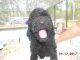 Labradoodle Puppies for sale in Homosassa, FL 34446, USA. price: $800