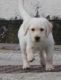 Labradoodle Puppies for sale in Pottsboro, TX 75076, USA. price: NA