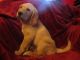 Labradoodle Puppies for sale in Warsaw, IN, USA. price: NA