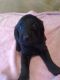 Labradoodle Puppies for sale in Taylorsville, NC 28681, USA. price: $800