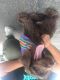 Labradoodle Puppies for sale in Orange County, CA, USA. price: $1,000