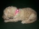 Labradoodle Puppies for sale in Conroe, TX 77303, USA. price: NA