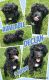 Labradoodle Puppies for sale in Saginaw, MI 48604, USA. price: NA