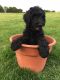 Labradoodle Puppies for sale in Galien, MI 49113, USA. price: NA