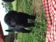 Labradoodle Puppies for sale in Marion, KY 42064, USA. price: $800
