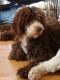 Labradoodle Puppies for sale in New York State Thruway, Scarsdale, NY 10583, USA. price: NA