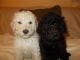 Labradoodle Puppies for sale in 200 N Spring St, Los Angeles, CA 90012, USA. price: NA