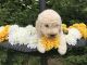 Labradoodle Puppies for sale in 200 N Spring St, Los Angeles, CA 90012, USA. price: NA