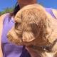 Labradoodle Puppies for sale in Scottsdale, AZ, USA. price: NA